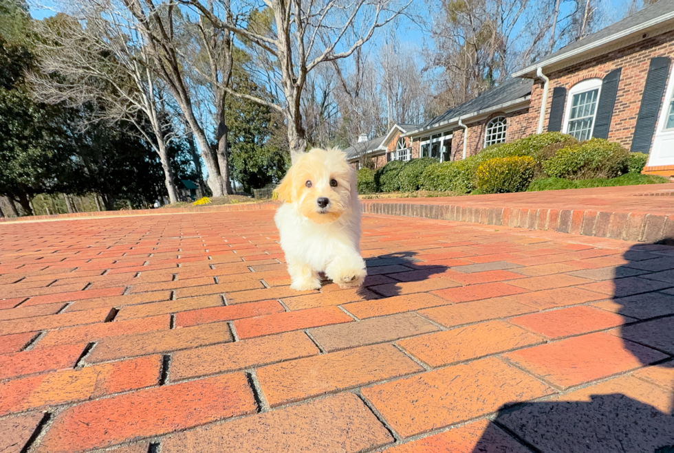 Cute Maltipoo Poodle Mix Pup