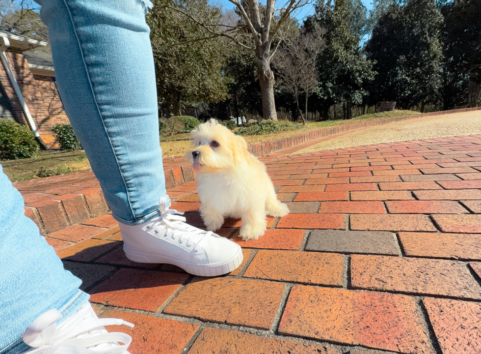 Cute Maltipoo Baby