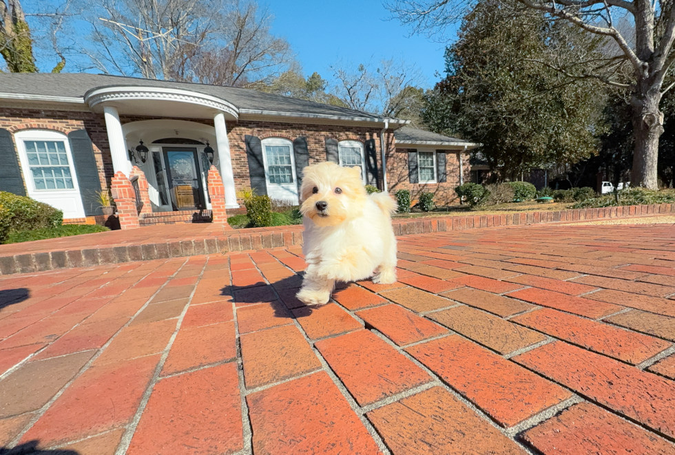 Maltipoo Pup Being Cute