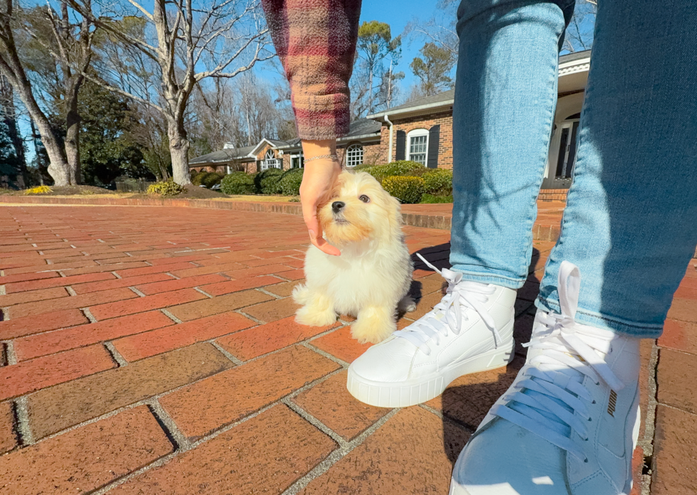 Maltipoo Puppy for Adoption