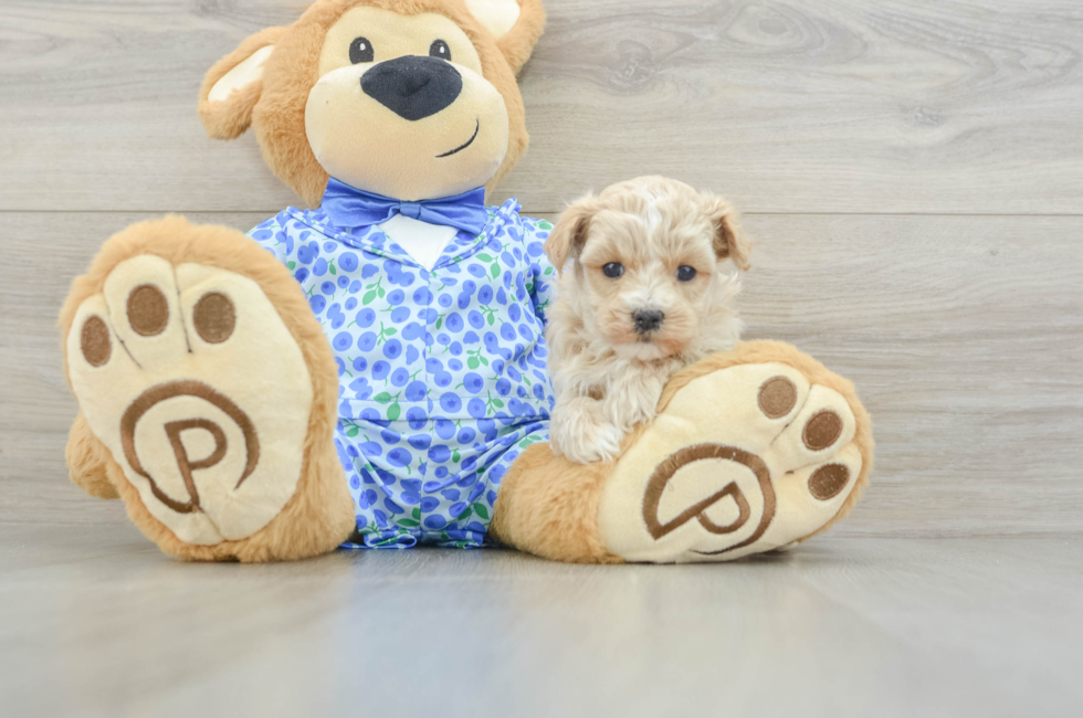 7 week old Maltipoo Puppy For Sale - Simply Southern Pups