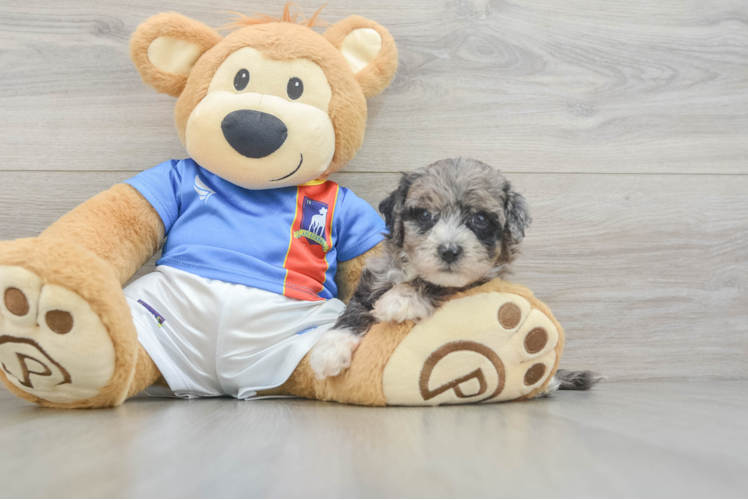 Little Moodle Poodle Mix Puppy