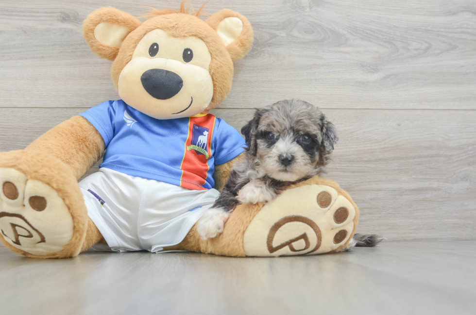 5 week old Maltipoo Puppy For Sale - Simply Southern Pups