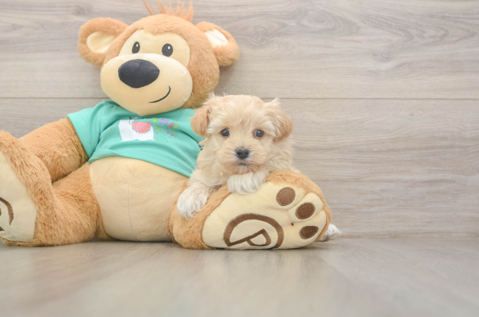 5 week old Maltipoo Puppy For Sale - Simply Southern Pups