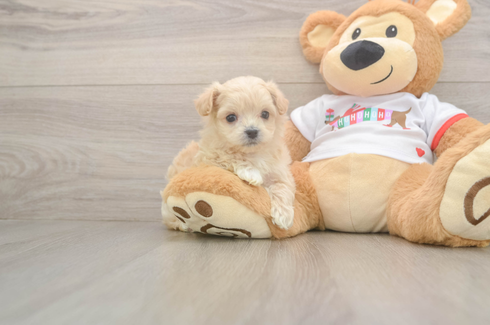 5 week old Maltipoo Puppy For Sale - Simply Southern Pups