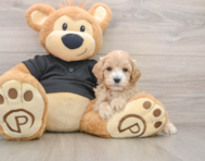 9 week old Maltipoo Puppy For Sale - Simply Southern Pups