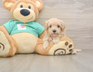 9 week old Maltipoo Puppy For Sale - Simply Southern Pups