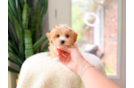 Cute Maltipoo Baby