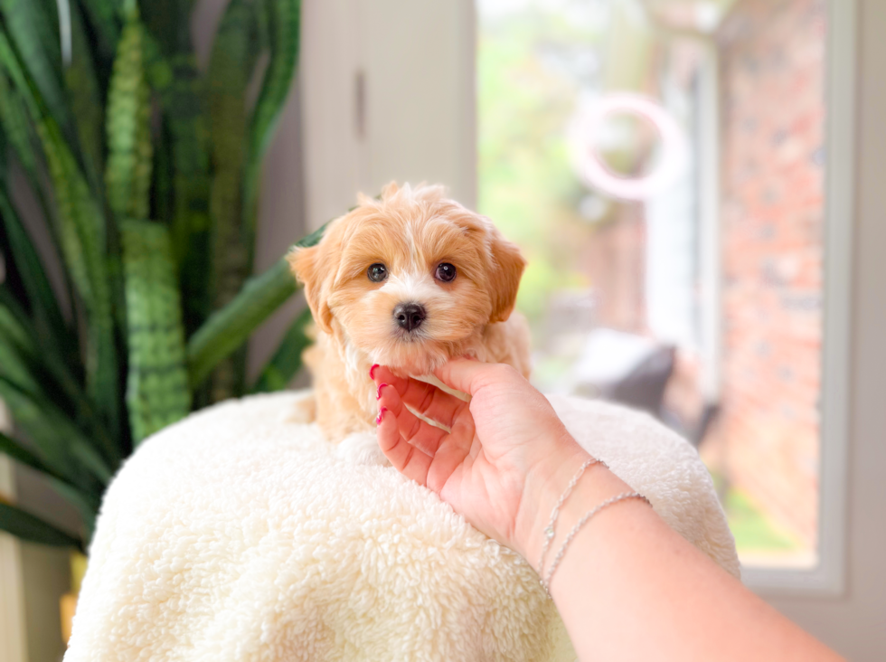 Cute Maltipoo Baby
