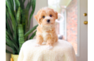 Best Maltipoo Baby