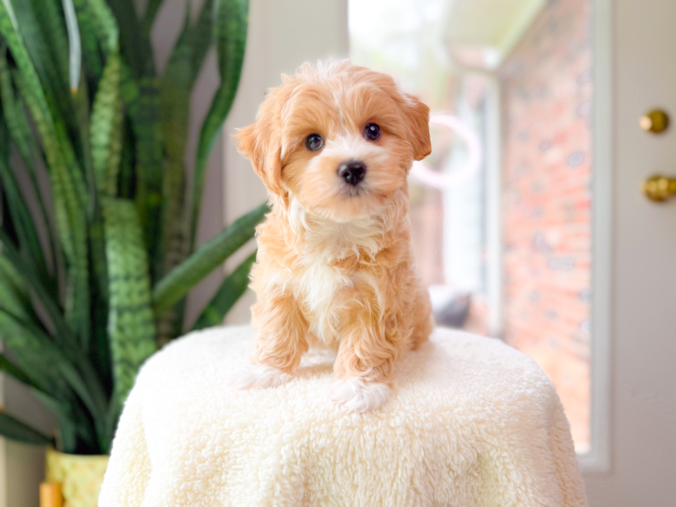 Best Maltipoo Baby