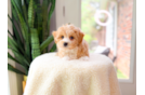 Cute Maltipoo Baby