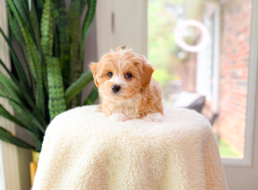Cute Maltipoo Baby