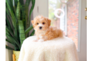 Cute Malt a Poo Poodle Mix Puppy