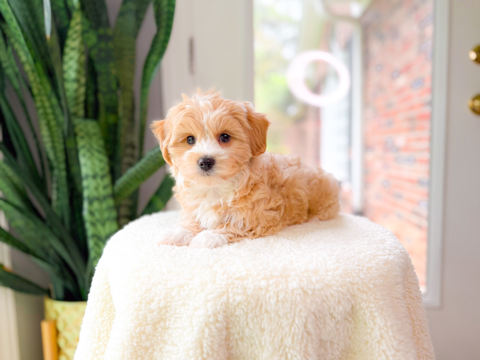 Cute Malt a Poo Poodle Mix Puppy