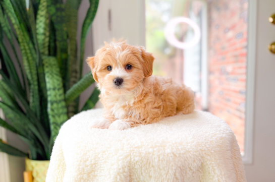 Cute Malt a Poo Poodle Mix Puppy
