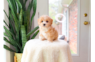 Cute Maltipoo Poodle Mix Pup