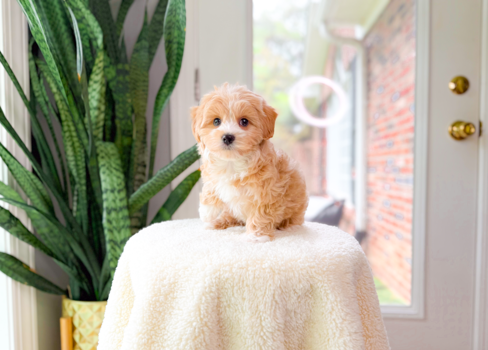Cute Maltipoo Poodle Mix Pup