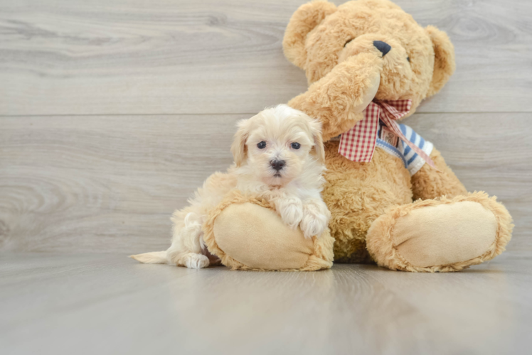 Playful Maltidoodle Poodle Mix Puppy