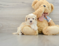 9 week old Maltipoo Puppy For Sale - Simply Southern Pups