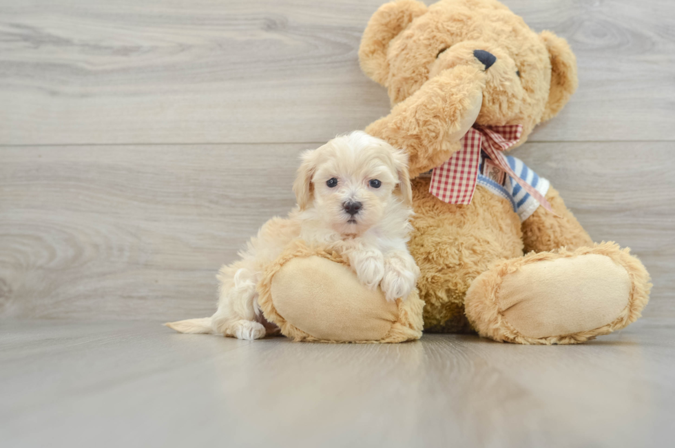 9 week old Maltipoo Puppy For Sale - Simply Southern Pups