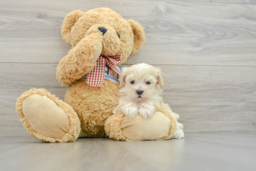 Maltipoo Puppy for Adoption