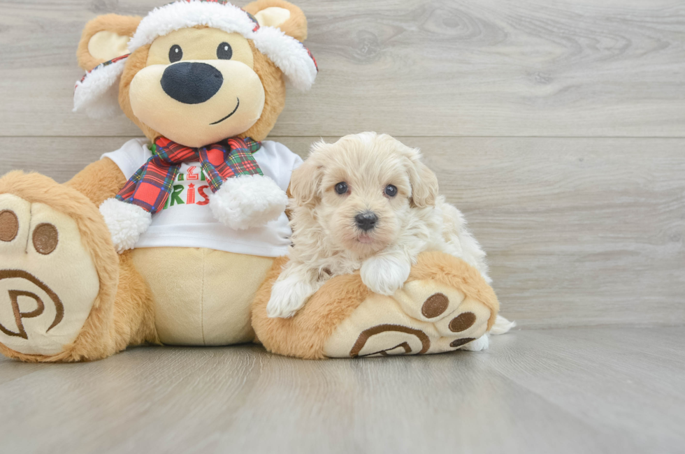 6 week old Maltipoo Puppy For Sale - Simply Southern Pups