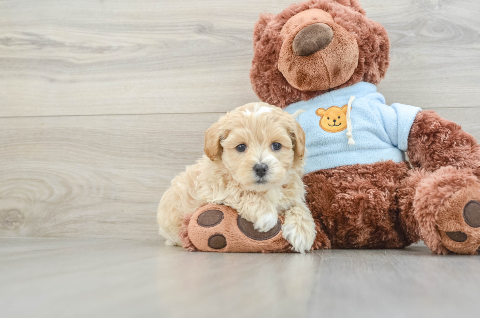 8 week old Maltipoo Puppy For Sale - Simply Southern Pups