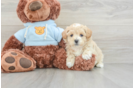 Adorable Maltepoo Poodle Mix Puppy