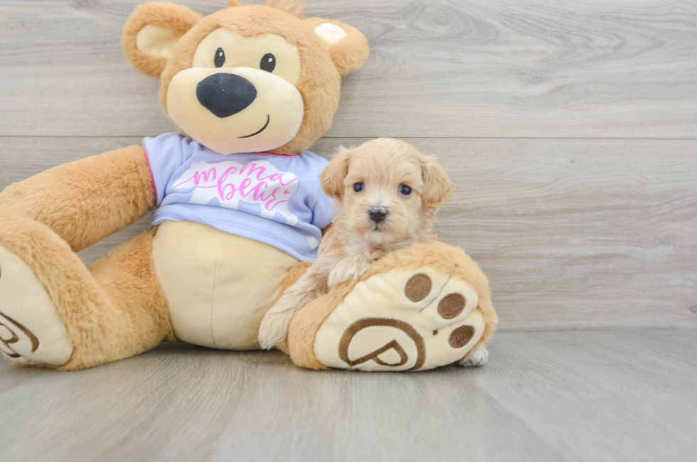 6 week old Maltipoo Puppy For Sale - Simply Southern Pups