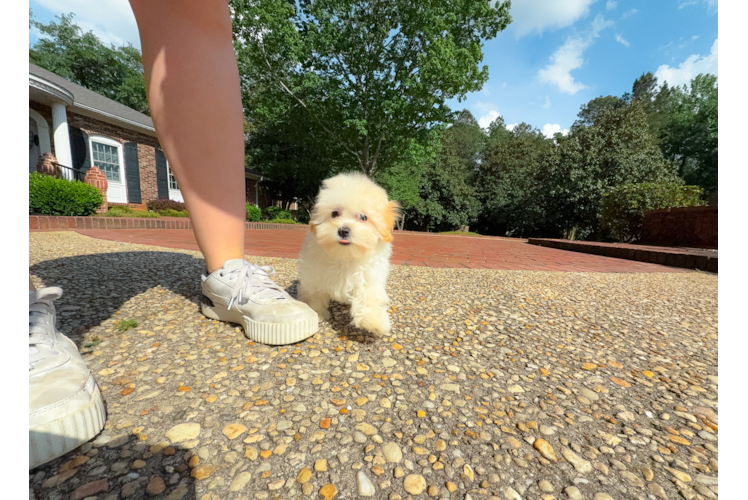 Best Maltipoo Baby