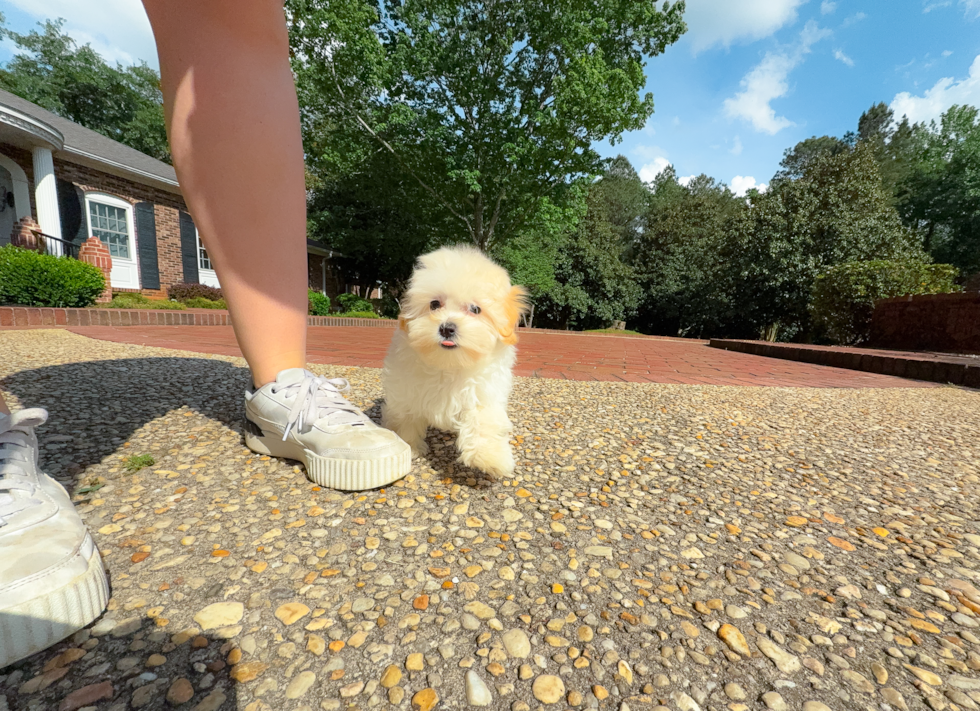 Best Maltipoo Baby
