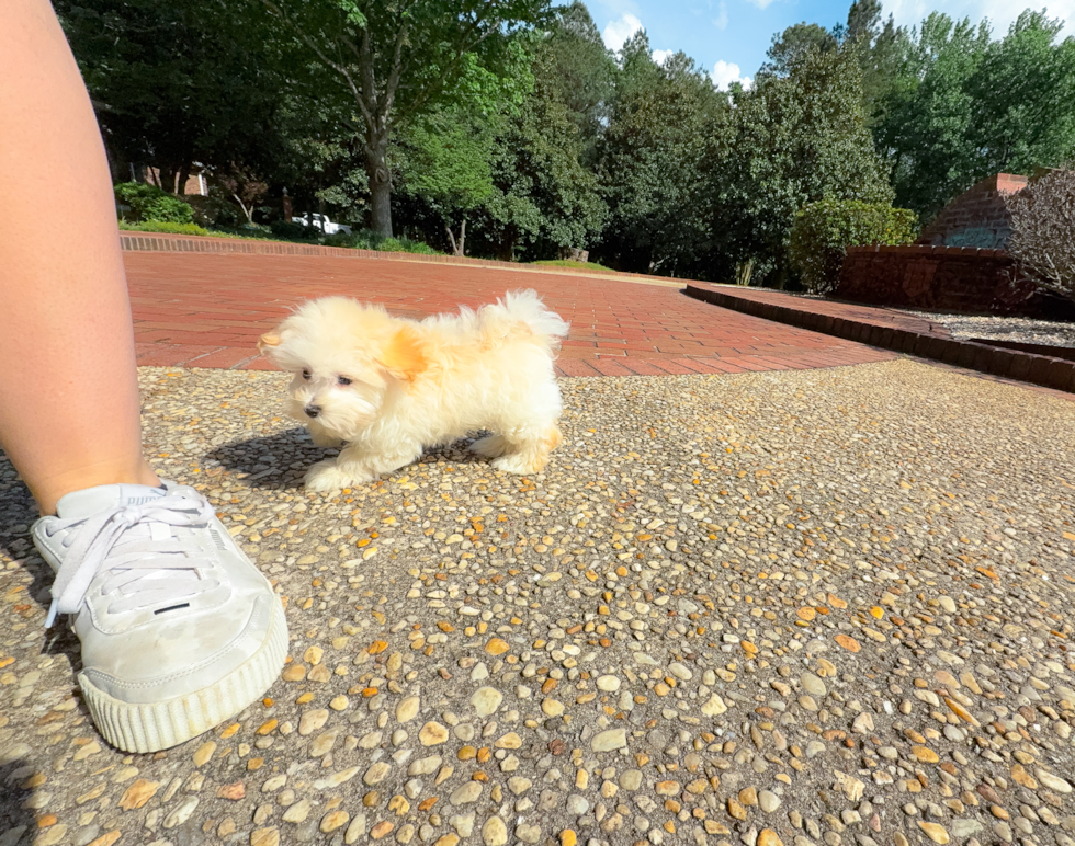 Cute Maltipoo Poodle Mix Pup