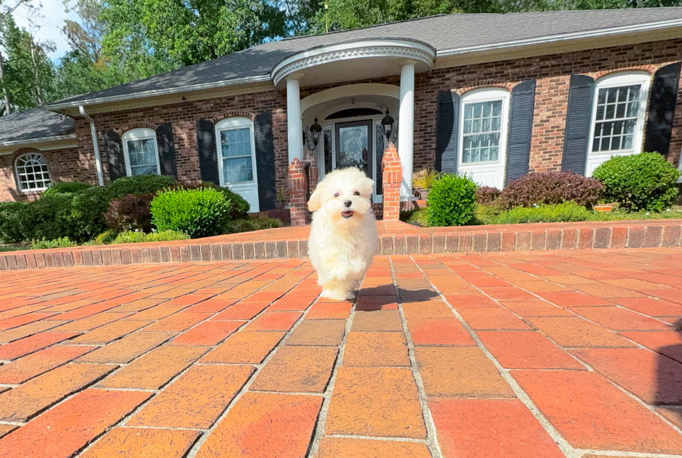 Maltipoo Pup Being Cute