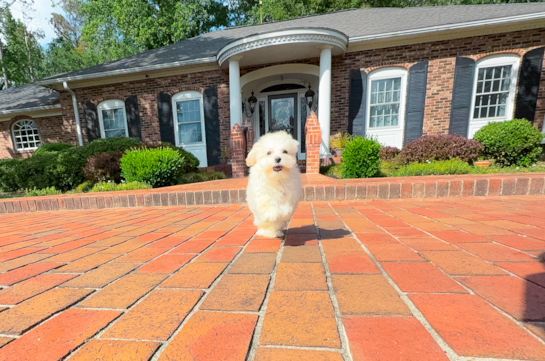 Maltipoo Pup Being Cute
