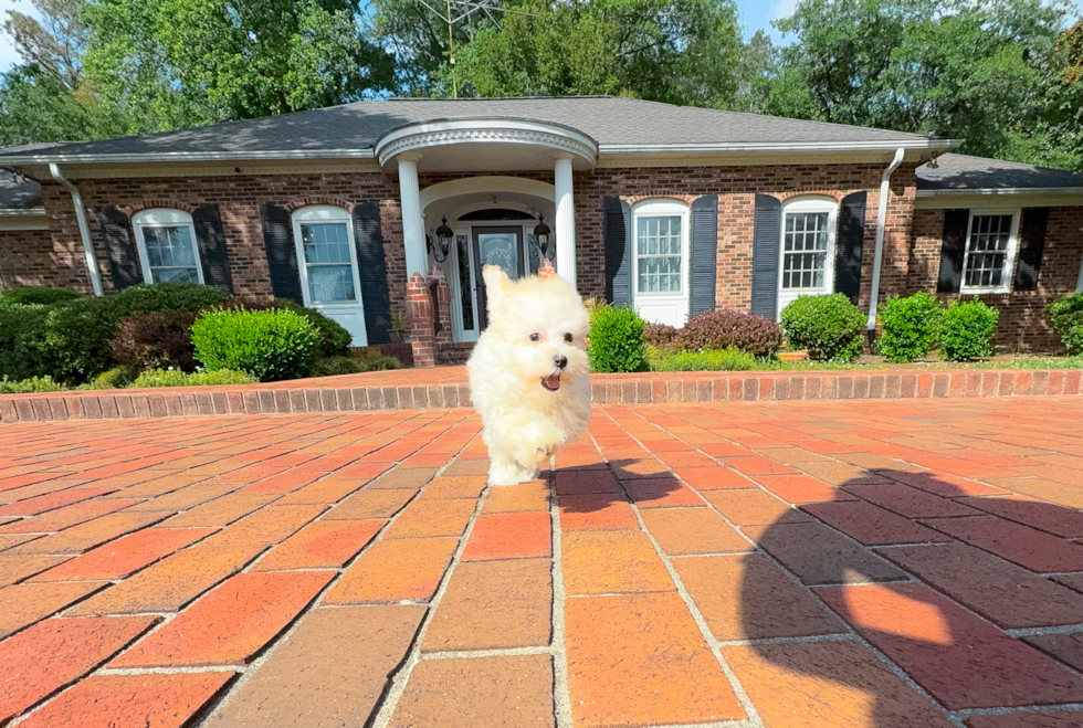 Cute Malt a Poo Poodle Mix Puppy