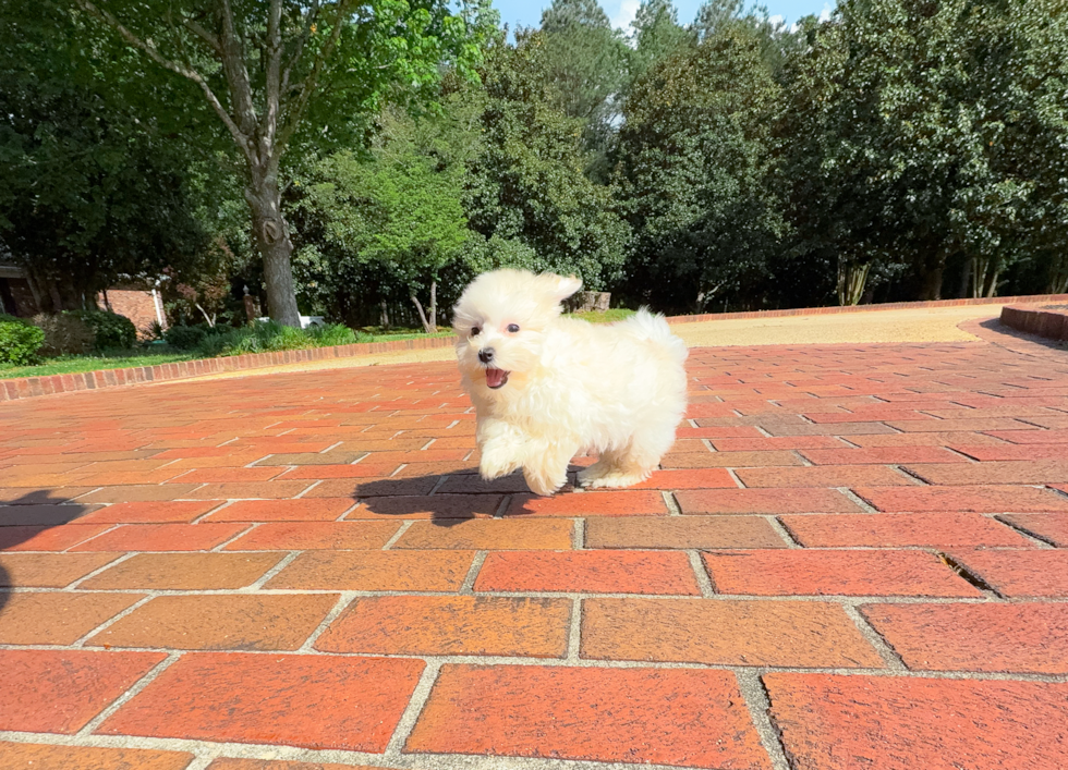 Cute Malt a Poo Poodle Mix Puppy
