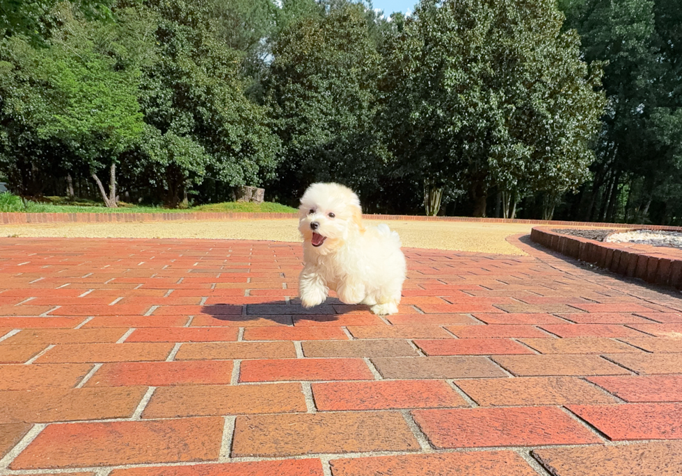Cute Malt a Poo Poodle Mix Puppy