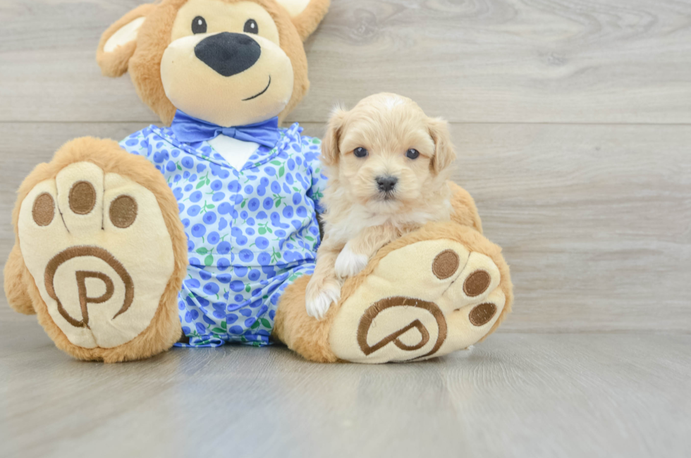 7 week old Maltipoo Puppy For Sale - Simply Southern Pups