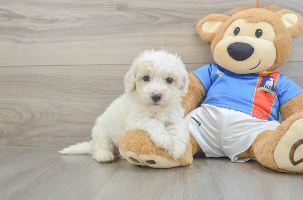 5 week old Maltipoo Puppy For Sale - Simply Southern Pups