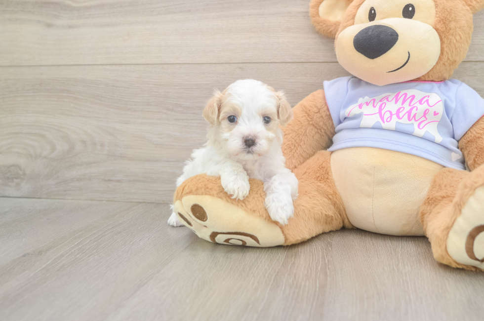 5 week old Maltipoo Puppy For Sale - Simply Southern Pups