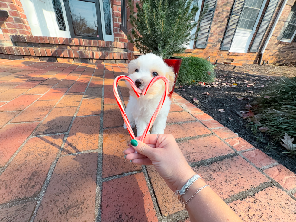 Maltipoo Puppy for Adoption
