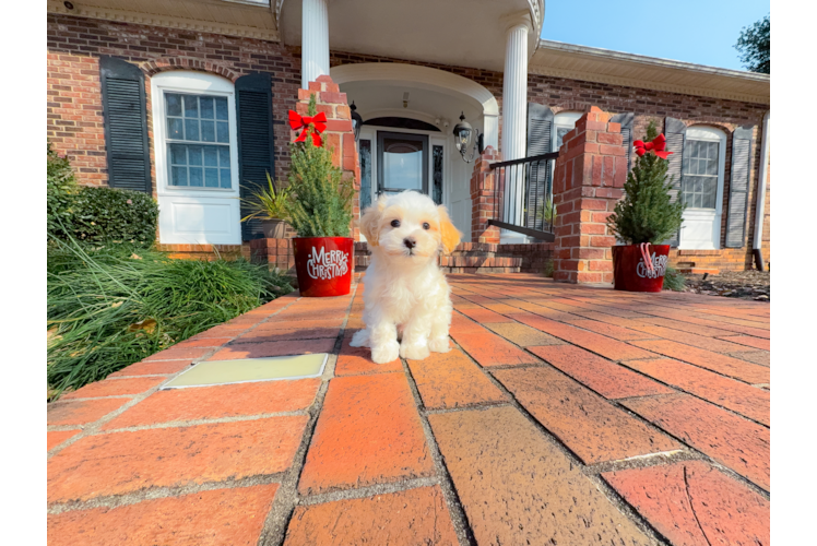 Maltipoo Pup Being Cute