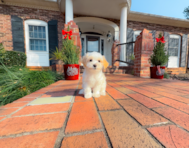 9 week old Maltipoo Puppy For Sale - Simply Southern Pups
