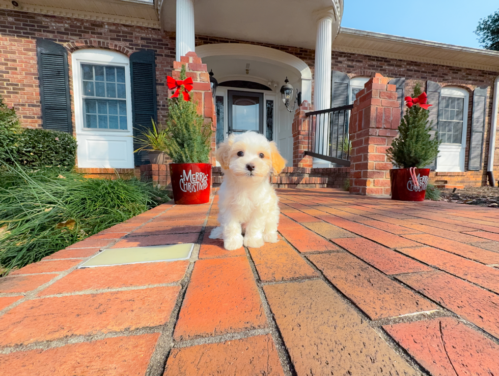 Maltipoo Pup Being Cute