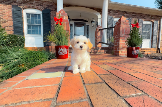 Maltipoo Pup Being Cute