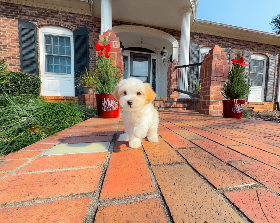 Cute Malt a Poo Poodle Mix Puppy