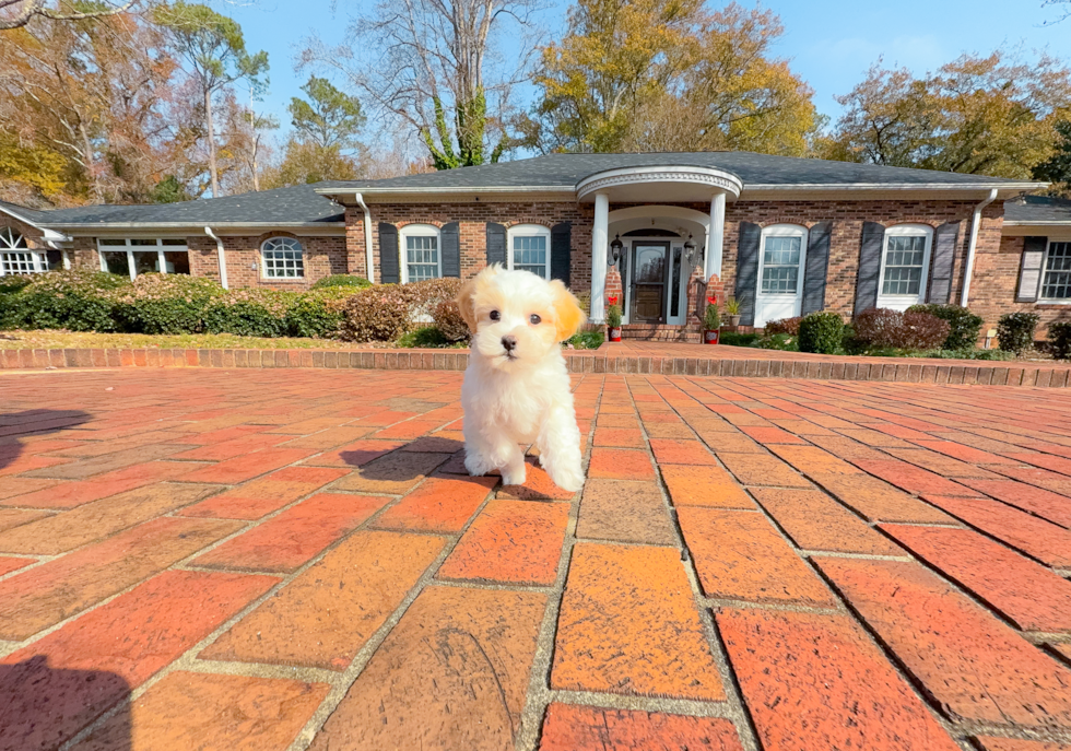 Maltipoo Puppy for Adoption