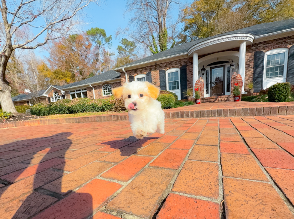 Maltipoo Pup Being Cute