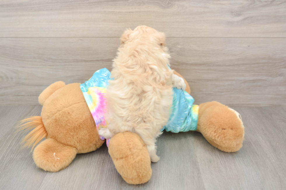 Friendly Maltipoo Baby